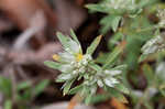 Silver nailwort